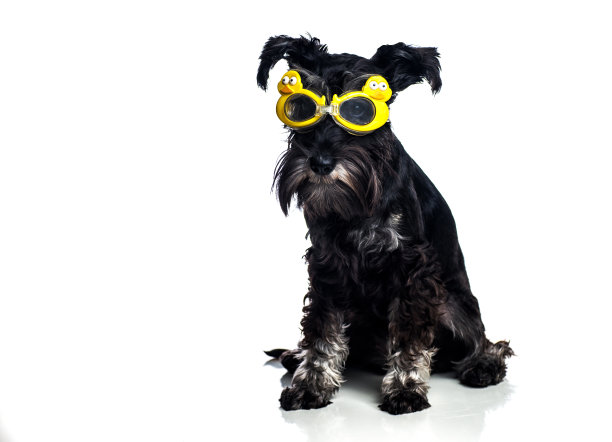 迷你雪纳瑞与护目镜隔离在白色背景。狗狗准备去度假，在游泳池或海里游泳图片下载