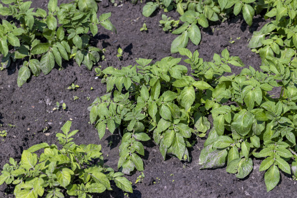 有土豆生长的犁沟的田地图片下载