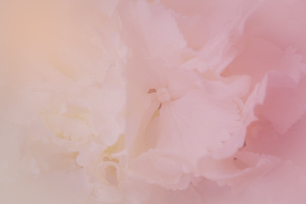 白色绣球的特写。白色花的背景。柔软的过滤器。图片下载