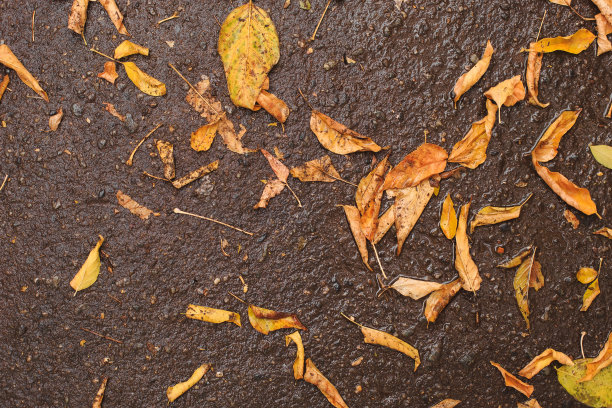 雨后的路上散落着黄叶。人行道上湿漉漉的秋叶。图片下载