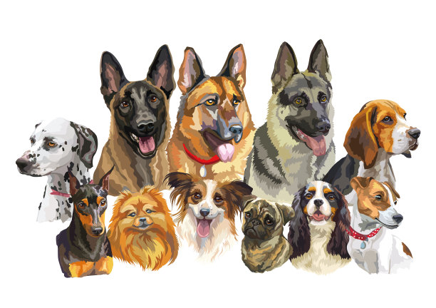 不同品种的真实狗被隔离图片下载