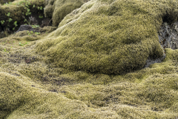 Myrdalsjokull景观，熔岩覆盖着苔藓图片下载