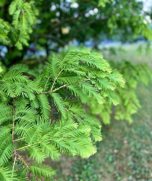 黎明红杉水杉树图片下载