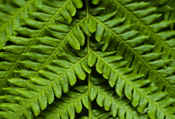 蕨类植物的叶子图片下载