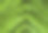 蕨类植物的叶子图片下载