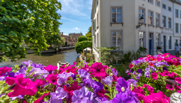 布鲁日运河边的鲜花图片下载