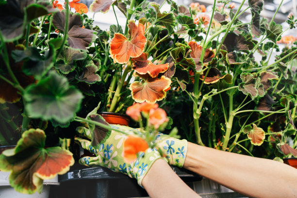 在市场上卖花和植物的女人的手图片下载