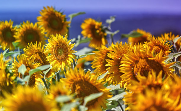 向日葵盛开的田间，选择性集中在中间的花上图片下载