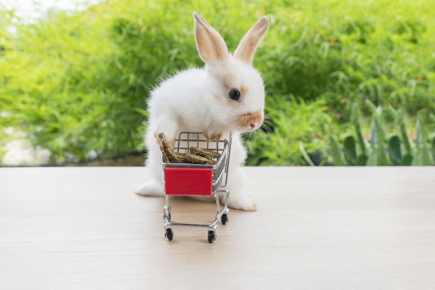 可爱的小兔子毛绒绒的兔子推着红色的购物篮推车和饼干胡萝卜站在绿色的自然背景。复活节节日兔子动物和网上购物的概念。图片下载