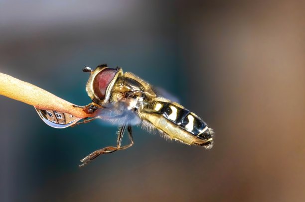 带状食蚜蝇素材图片