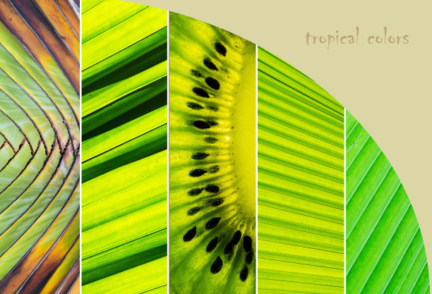 绿叶和水果的拼贴画。绿色热带树叶和夏季水果的拼贴。绿色纹理的拼贴图片下载