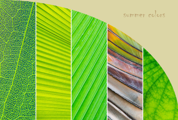 绿叶和水果的拼贴画。绿色热带树叶的拼贴。夏天绿色纹理的拼贴图片下载