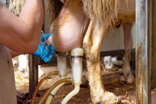 在奶牛场挤羊奶。高品质4k摄影图片下载