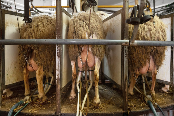 在奶牛场挤羊奶。高品质4k摄影图片下载