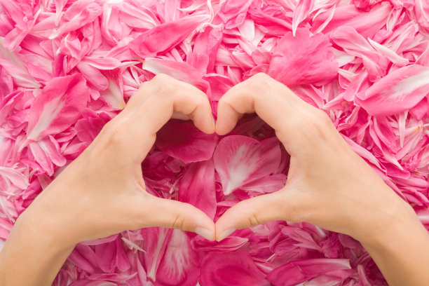 心的形状创造从年轻的成年妇女手中粉红色牡丹花瓣的背景。爱与幸福的概念。特写镜头。视角拍摄。自顶向下的观点。图片下载