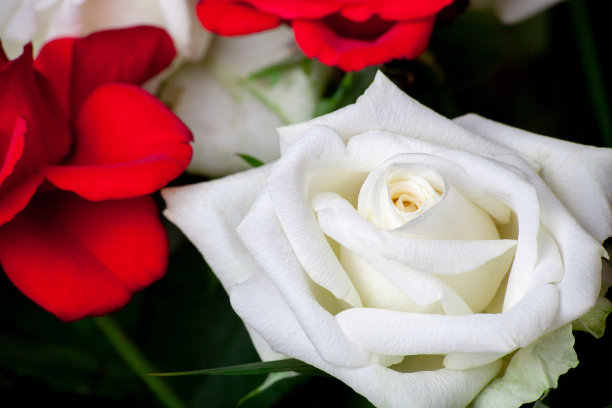 白色玫瑰花与深绿色的叶子接近背景。明亮的玫瑰花照片。罗莎开花。图片下载