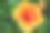 绿色背景下的芙蓉花。在热带花园。图片下载