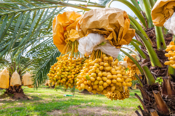 大量新鲜、成熟、橙黄色的枣子在种植了防虫囊的田地里收获。图片下载
