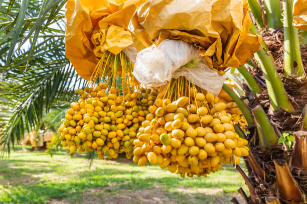 大量新鲜、成熟、橙黄色的枣子在种植了防虫囊的田地里收获。图片下载