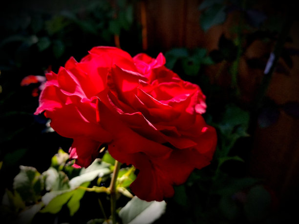 红玫瑰图片下载