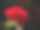 红玫瑰图片下载