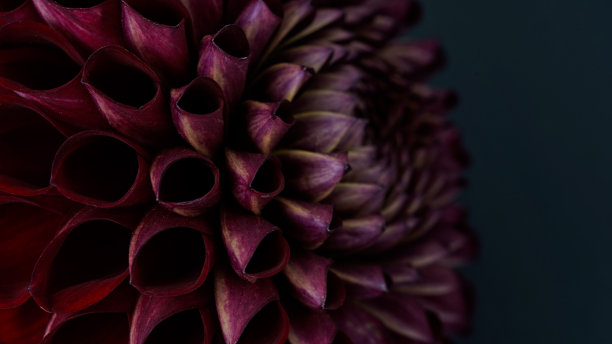 微距照片深紫红色，红色大丽花，正式装饰型，在黑色背景。美丽的花横幅，特写，拷贝空间。有选择性的重点。花瓣的细节。模式,循环。图片下载