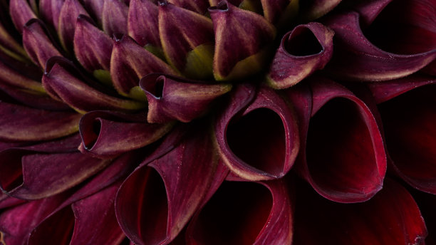 微距照片深紫红色，红色大丽花，正式装饰型，在黑色背景。美丽的花横幅，特写，拷贝空间。有选择性的重点。花瓣的细节。模式,循环。图片下载
