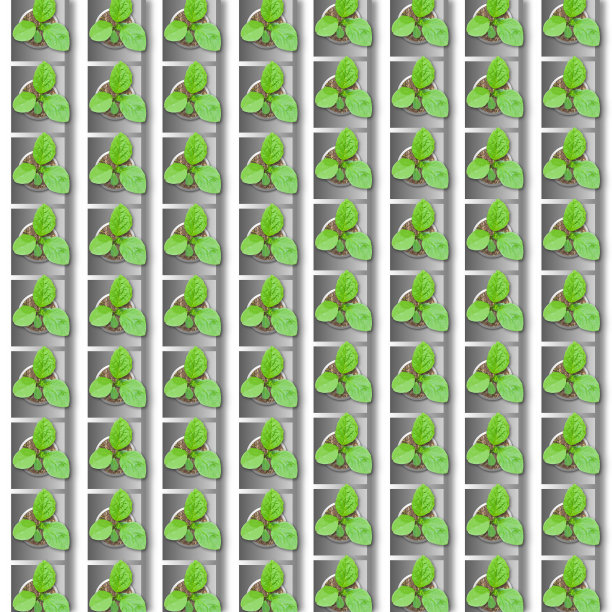 植物生长在白色背景隔离的塑料管中。图片下载