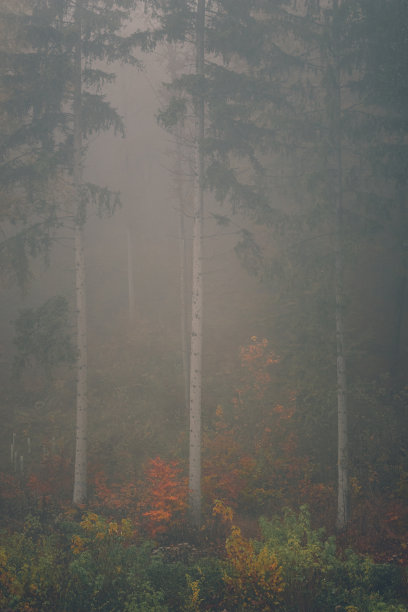 秋天的森林，浪漫，雾蒙蒙，雾蒙蒙的风景。复古look自然照片与戏剧性的颜色图片下载