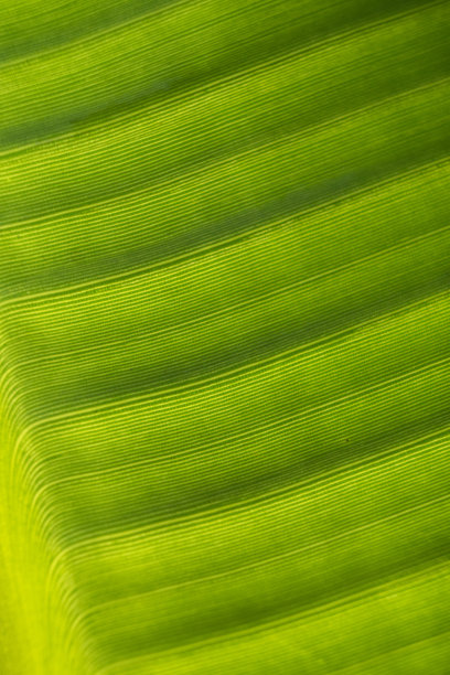 芭蕉叶细节的抽象线条图片下载