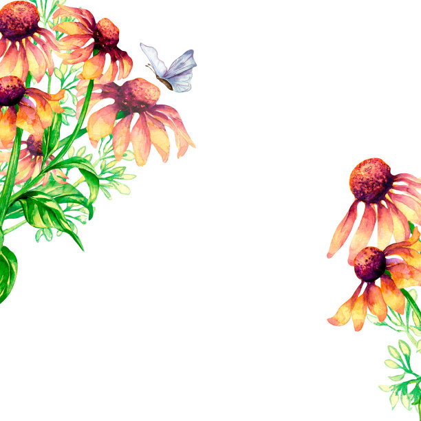 框架与草甸粉红色的花，野花花束水彩插图孤立。图片下载