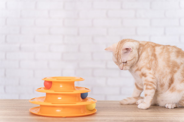 橙色的猫在看和玩猫玩具。图片下载