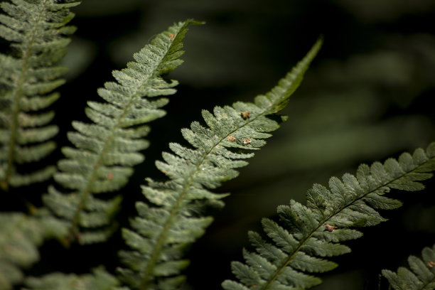 黑色背景上的蕨。森林中的蕨类植物。图片下载