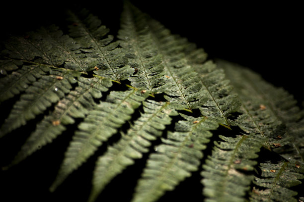 黑色背景上的蕨。森林中的蕨类植物。图片下载