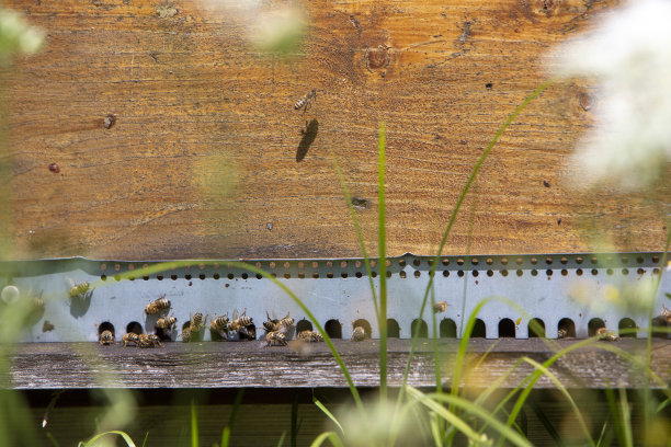 蜂箱与蜜蜂的特写图片下载