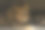 狮子睡在阴凉处，炎炎夏日图片下载
