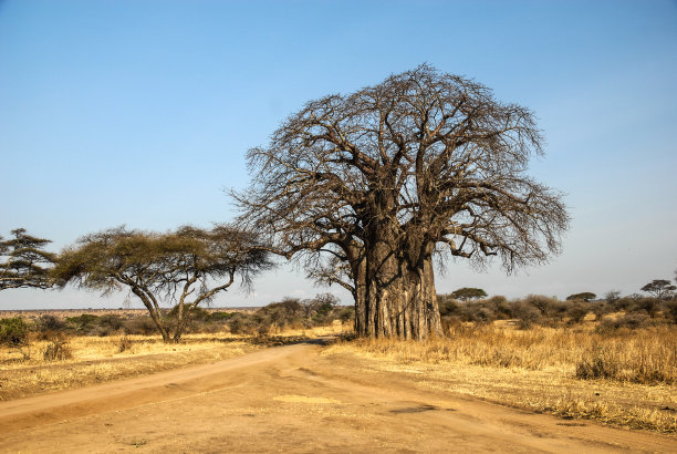 Safari在坦桑尼亚图片下载