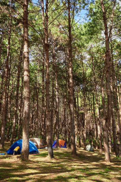 游客在泰国庞昂的松林中闲逛图片下载