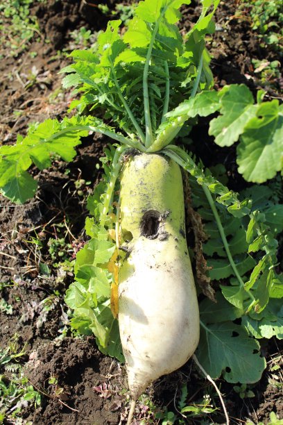 采有孔萝卜图片下载