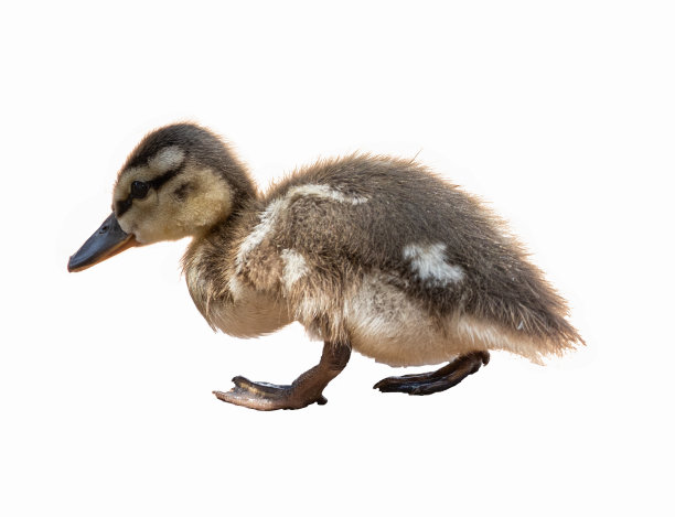 白色背景下的野鸭图片下载