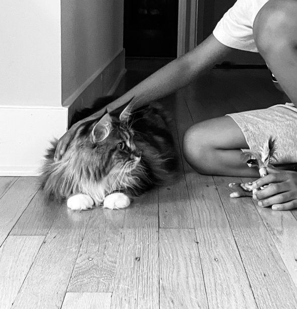 缅因猫和她的玩具图片下载