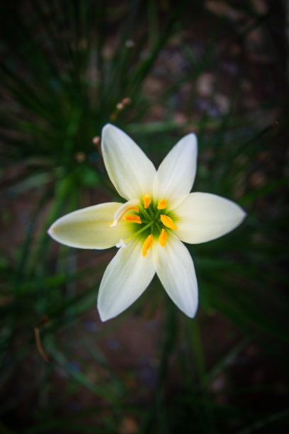 宏莉莉图片下载