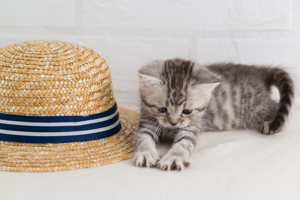 一只漂亮的条纹小猫在草帽旁玩耍。有选择性的重点图片下载