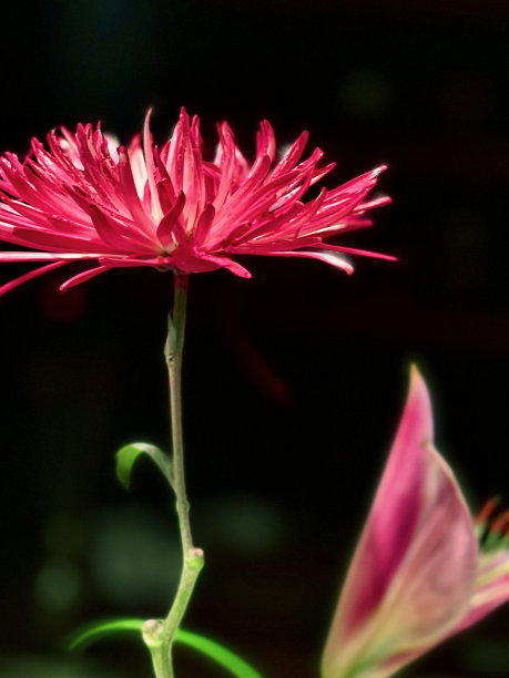 粉红色大丽花与黑暗的背景图片下载