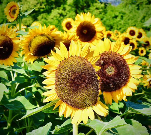 向日葵集市图片下载