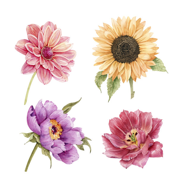 一套水彩插图的花在白色的背景。手绘设计和邀请。图片下载