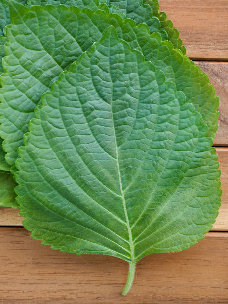 新鲜有机蔬菜芝麻叶图片下载