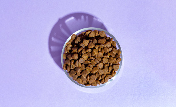 干燥的食物放在一个透明的碗里，为猫和狗在紫色的背景图片下载