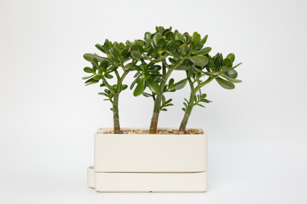 金钱树的安排图片下载