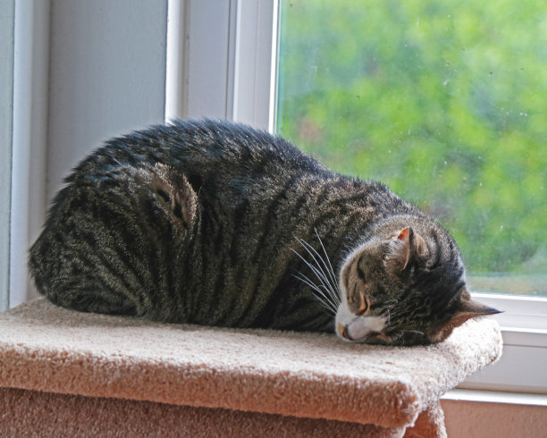 黑猫和灰猫睡在窗前。图片下载